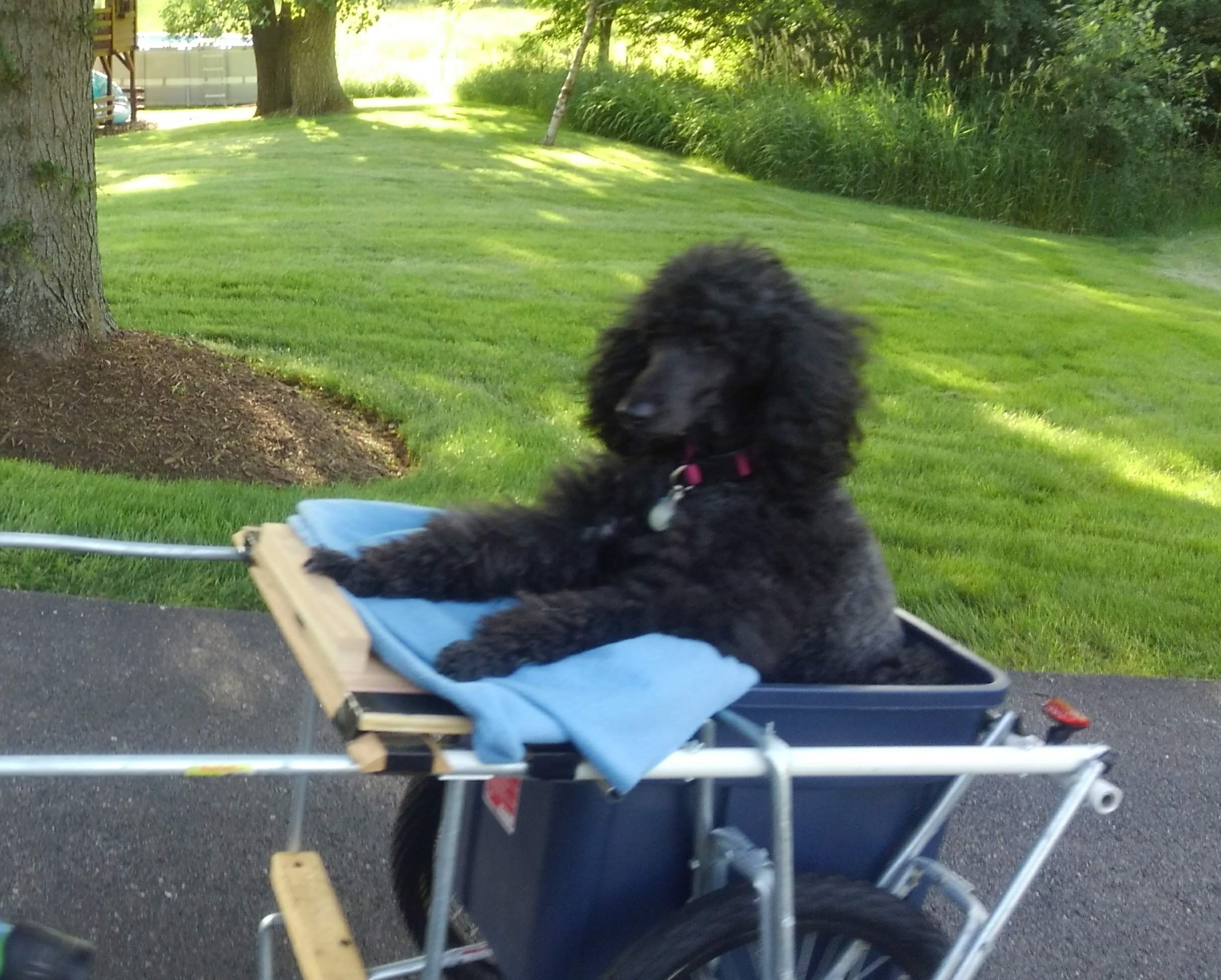 a black dog sitting inside a cart