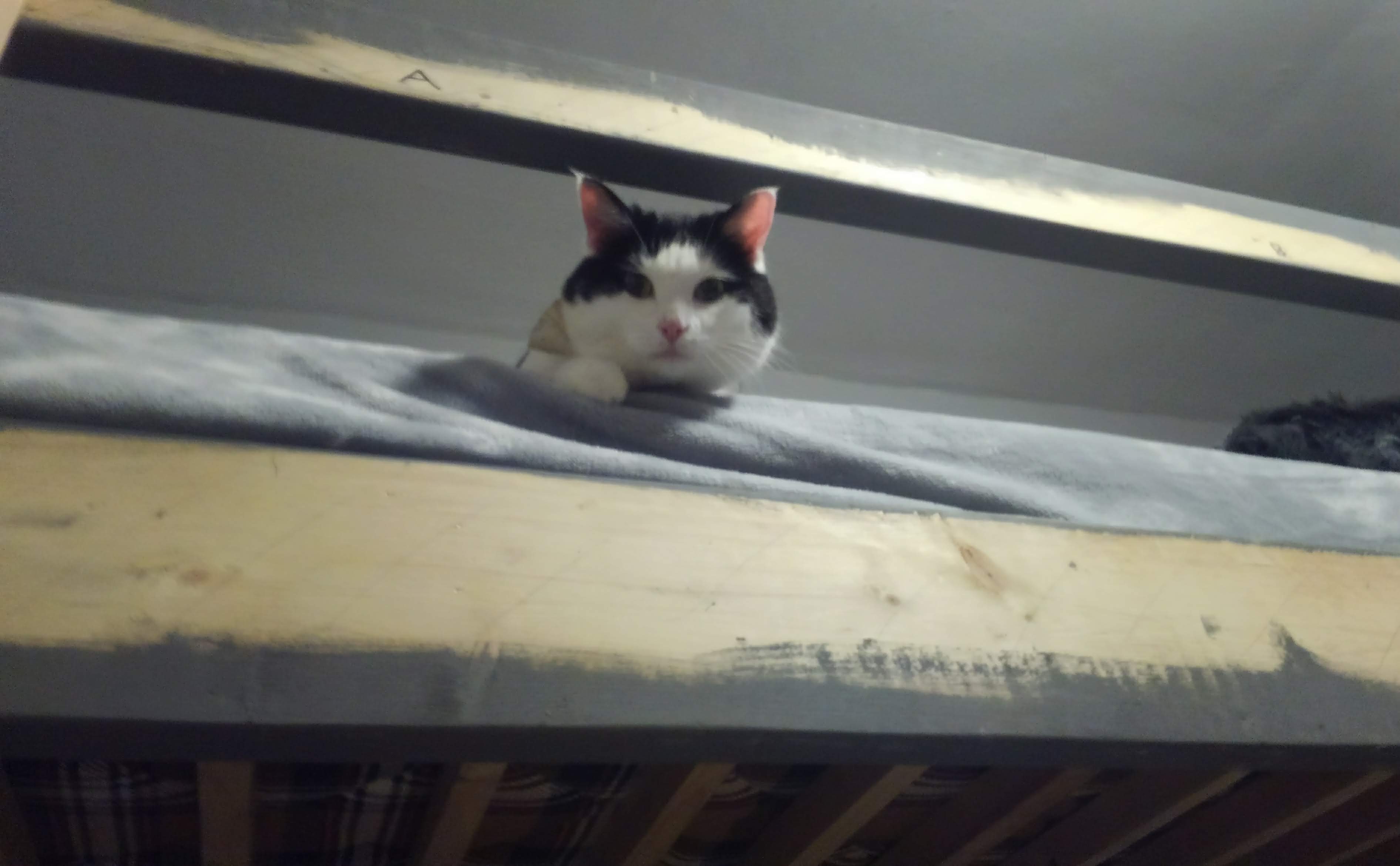 a cat looking down from a lofted bed
