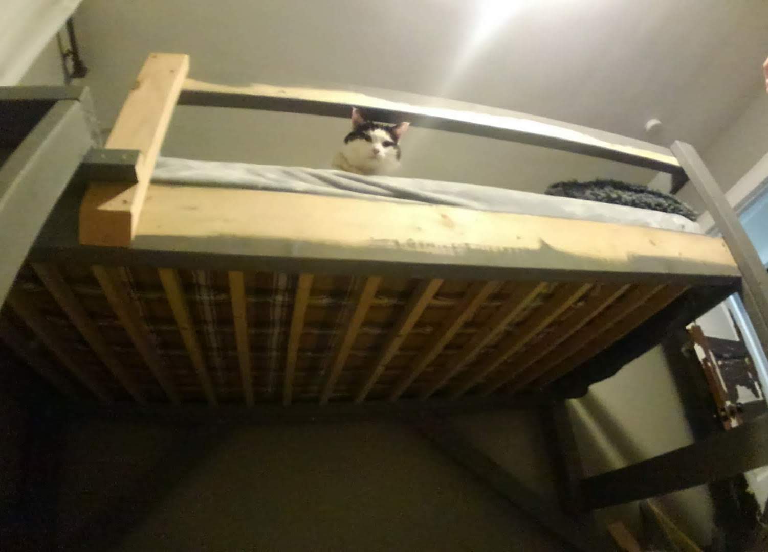 A cat looking down from a lofted bed