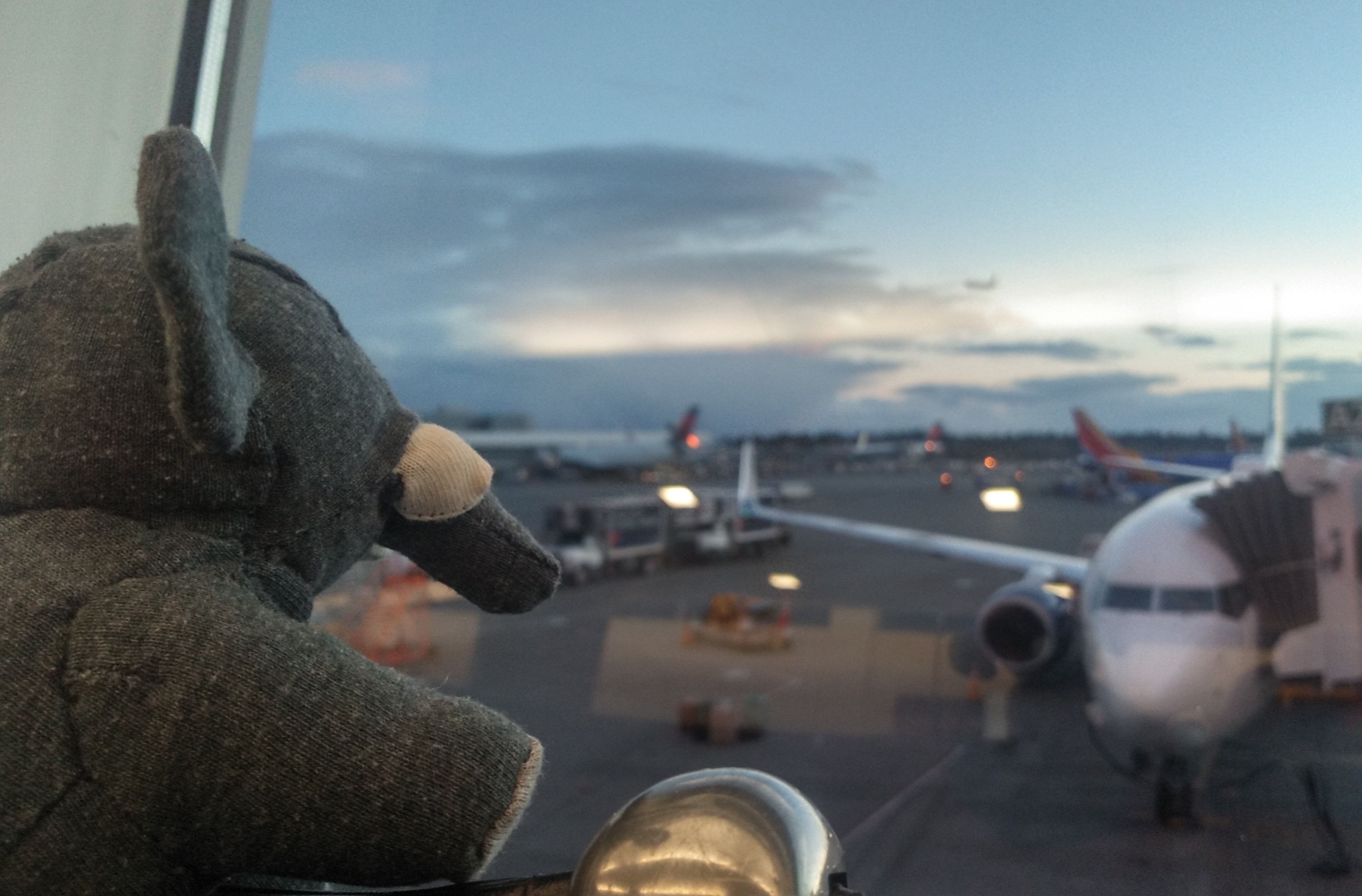 a small elephant looks out the window at an airport